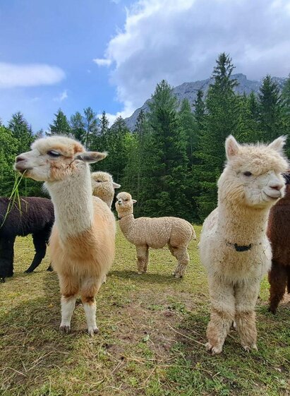 Grimming-Alpacas in summer, Tauplitz | Familie Müller | © Familie Müller