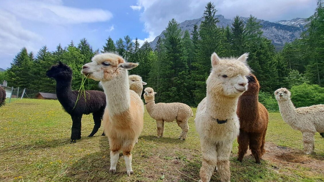 Grimming-Alpakas im Sommer, Tauplitz | © Familie Müller