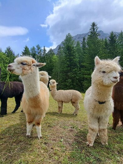 Grimming-Alpacas in summer, Tauplitz | © Familie Müller