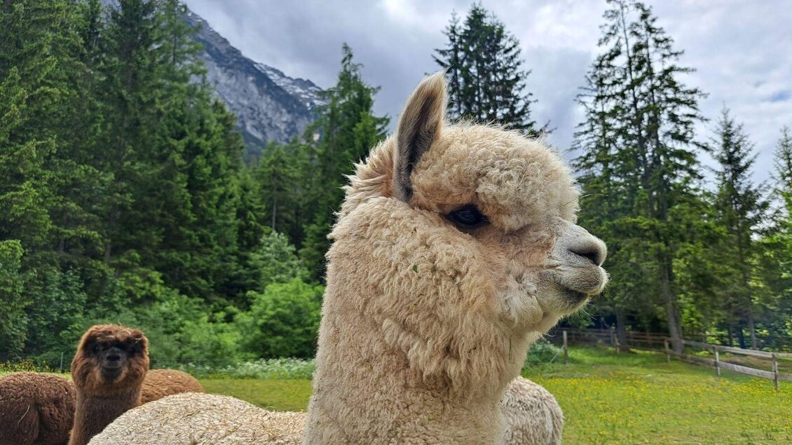 Grimming-Alpakas in Nahaufnahme, Tauplitz | © Familie Müller