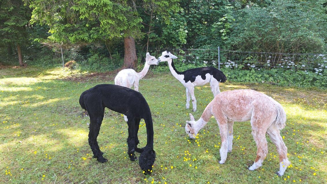 Grimming-Alpakas geschoren, Tauplitz | © Familie Müller