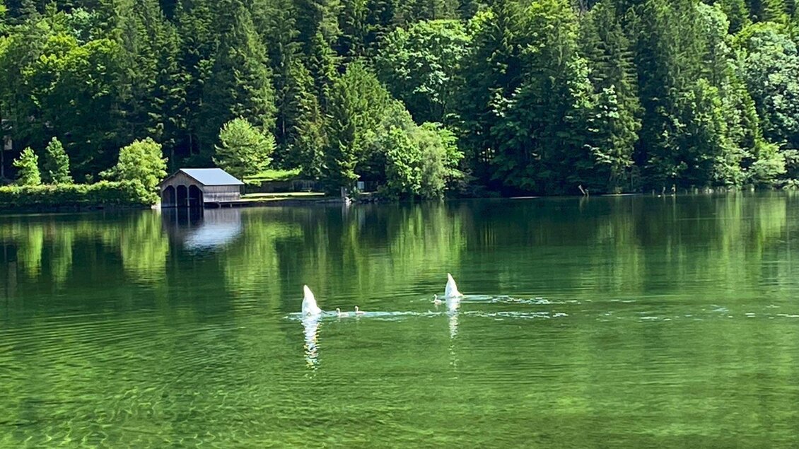 Ein ruhiger See umgeben von dichten Bäumen. Zwei Schwäne schwimmen sanft auf der glatten Wasseroberfläche. | © Bettina Scheck