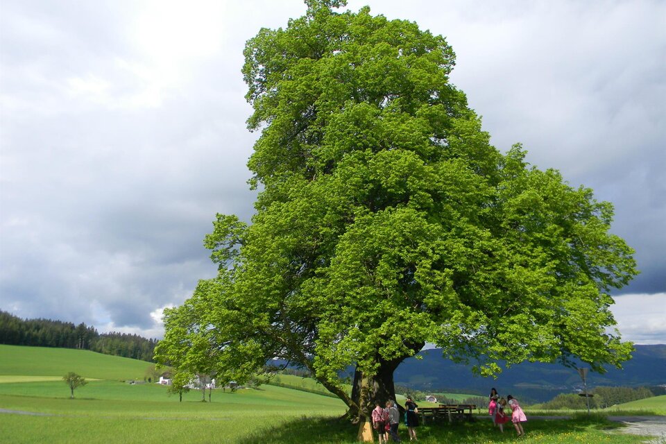 Gschaider limetree - Impression #1 | © Franz Grabenhofer