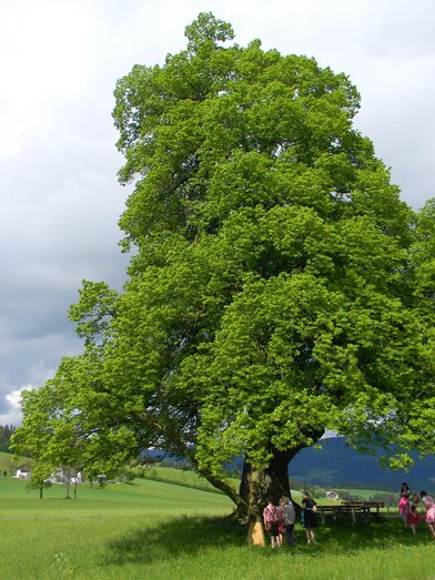 Gschaider Sattel_Linden tree_Eastern Styria | © Franz Grabenhofer
