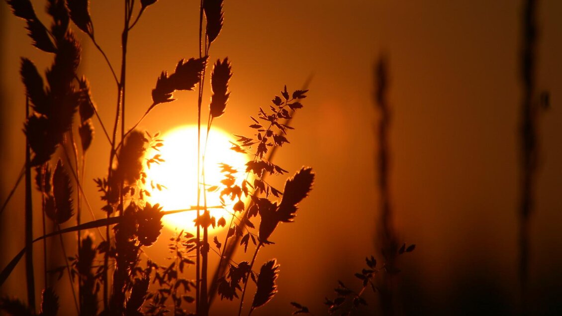 Ein Sonnenuntergang hinter Gräsern. Die goldene Sonne leuchtet durch die Silhouetten der Pflanzen.