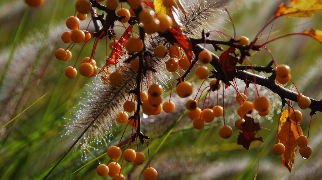 Eine Zweig mit gelben Beeren und bunten Blättern. Im Hintergrund sind grüne Gräser zu sehen.