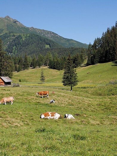 Hölleralm-Sommer-Hohentauern-Murtal-Steiermark | © Herbert Raffalt | Herbert Raffalt | © Herbert Raffalt