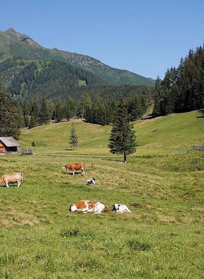 Hölleralm-Sommer-Hohentauern-Murtal-Steiermark | Herbert Raffalt | © Herbert Raffalt
