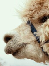 Alpaka_1 | © Region Graz - Mias Photoart | © Region Graz - Mias Photoart