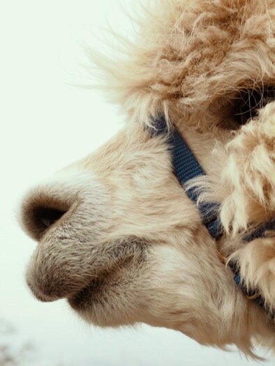 Alpaka_1 | © Region Graz - Mias Photoart