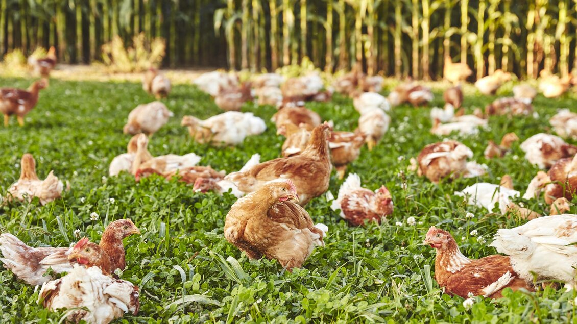 Weidehuhn | © Hütter Pute & Huhn