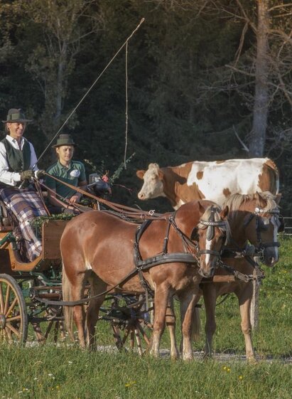 HaflingerhofBerr-Kutschenfahrt1-Murtal-Steiermark | Markus Beren | © Markus Beren