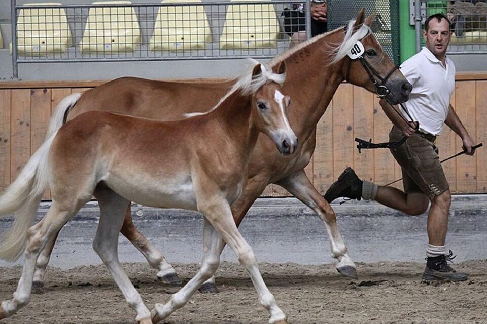 Haflingerzucht Bossler - Impression #1 | © Haflingerzucht Bossler