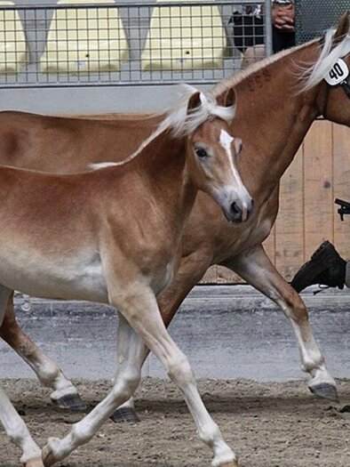 Pferde beim Training | © Haflingerzucht Bossler