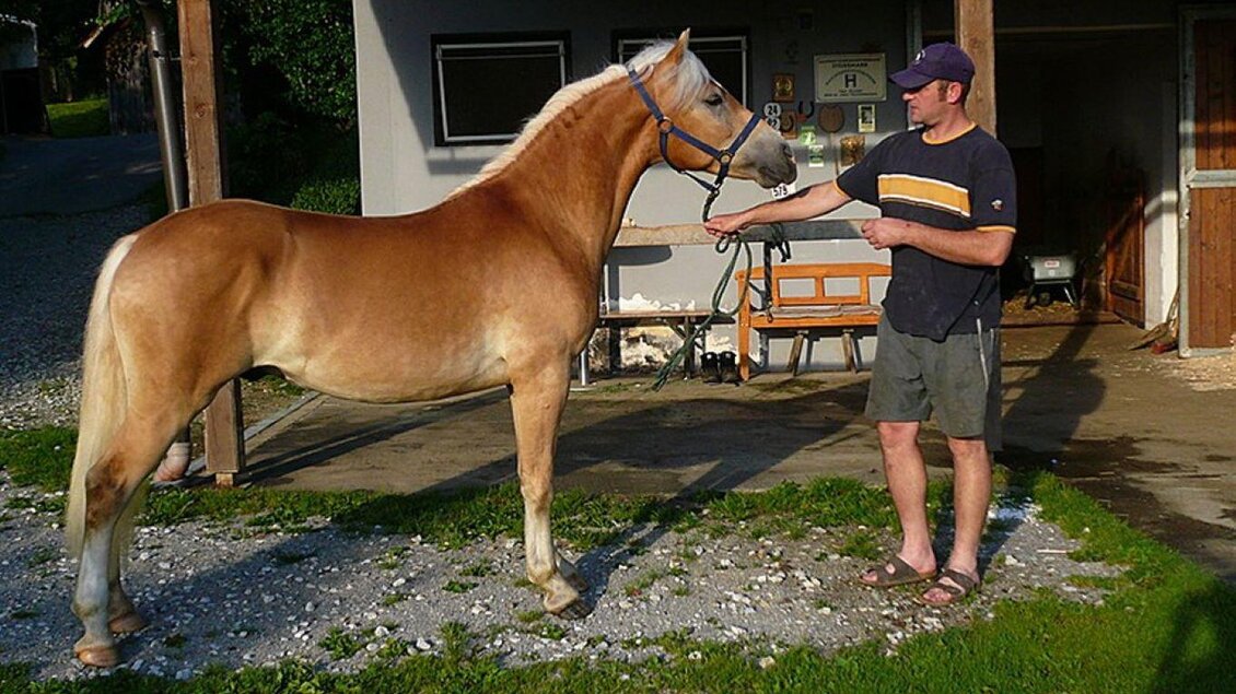 Haflinger vor dem Reitstall | © Haflingerzucht Bossler