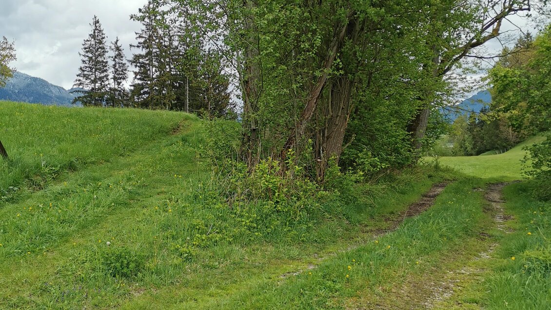 Ein grüner, bewaldeter Weg führt durch eine sanfte Landschaft. Am Rand stehen große Bäume und die Wolken sind am Himmel sichtbar. | © Landentwicklung Steiermark