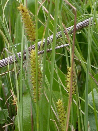 Die Flora | M. Ressel | © M. Ressel