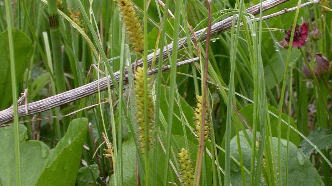 Die Flora | © M. Ressel