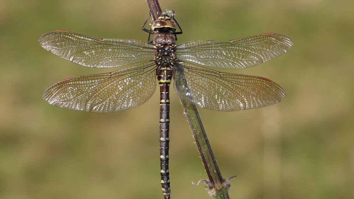 Die Fauna | © B. Komposch