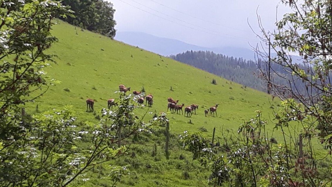 Eine Gruppe von Rehen grast auf einer grünen Wiese. Im Hintergrund sind sanfte Hügel und Bäume zu sehen. | © Hirschgehege Hauser