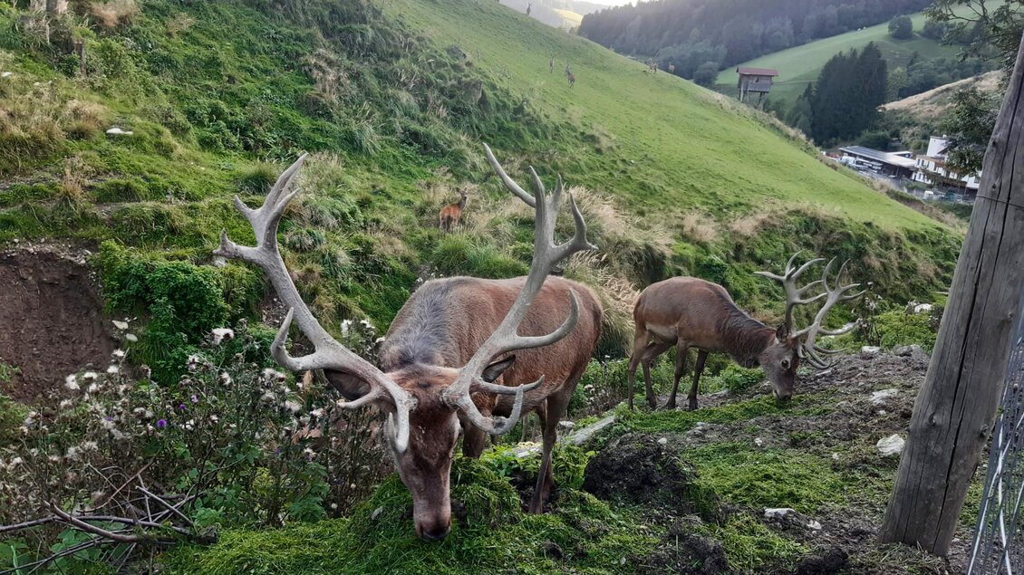 Zwei Rehe grasen auf einer grünen Wiese in einer hügeligen Landschaft. Im Hintergrund sind Bäume und eine ländliche Gegend sichtbar. | © Hirschgehege Hauser
