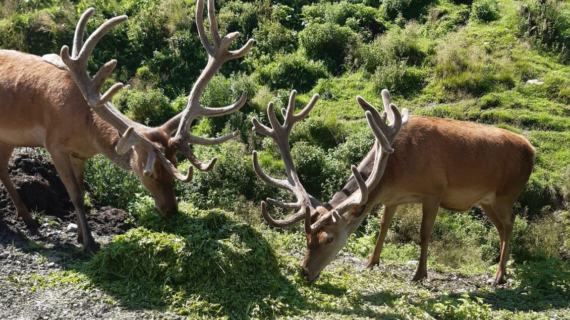 Zwei Rehe mit großen Geweihen fressen auf einer grünen Wiese. Die Sonne scheint und die Umgebung ist hügelig. | © Hirschgehege Hauser