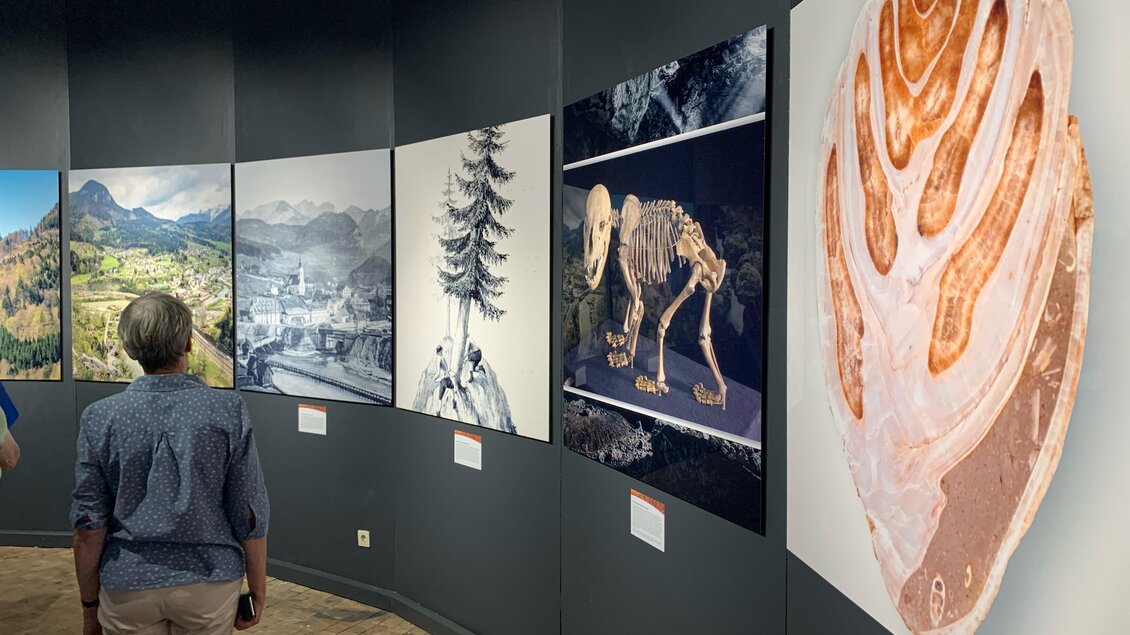 Ein Besucher betrachtet eine Kunstinstallation mit mehreren Bildern an der Wand. Die Ausstellung zeigt verschiedene Motive, darunter Landschaften, Tiere und organische Formen.