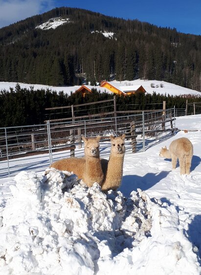 Hochschwab Alpakas