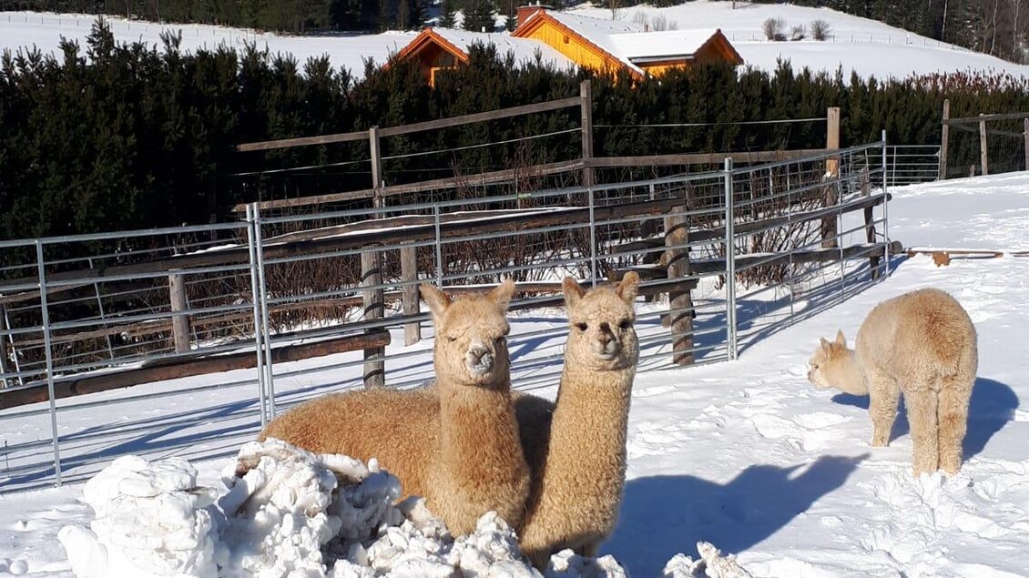 Zwei Alpakas stehen im Schnee, während ein weiteres Alpaka in der Nähe grast. Im Hintergrund sind Berge und einige Hütten zu sehen.