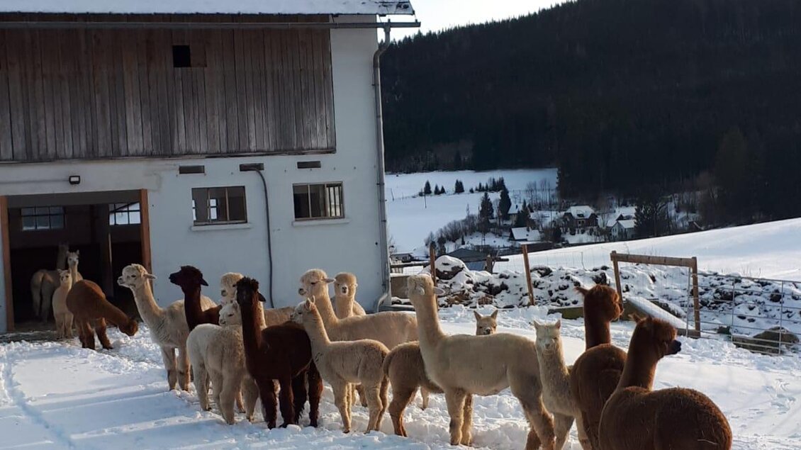 Eine Gruppe von Alpakas steht in einer verschneiten Landschaft vor einem Bauernhaus. Im Hintergrund sind Berge und ein klarer Himmel zu sehen.