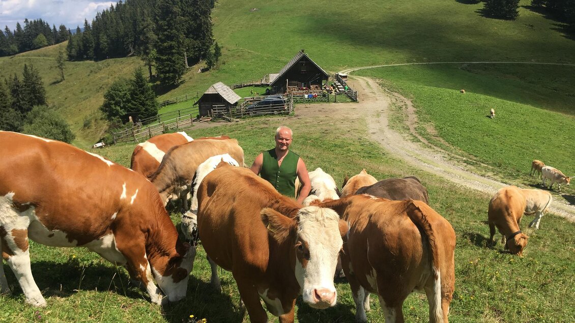 Eine Landschaft mit Kühen auf einer Wiese und einem Bauernhaus im Hintergrund. Die Umgebung ist grün mit Bäumen und sanften Hügeln. | © Hofbauer Almhütte