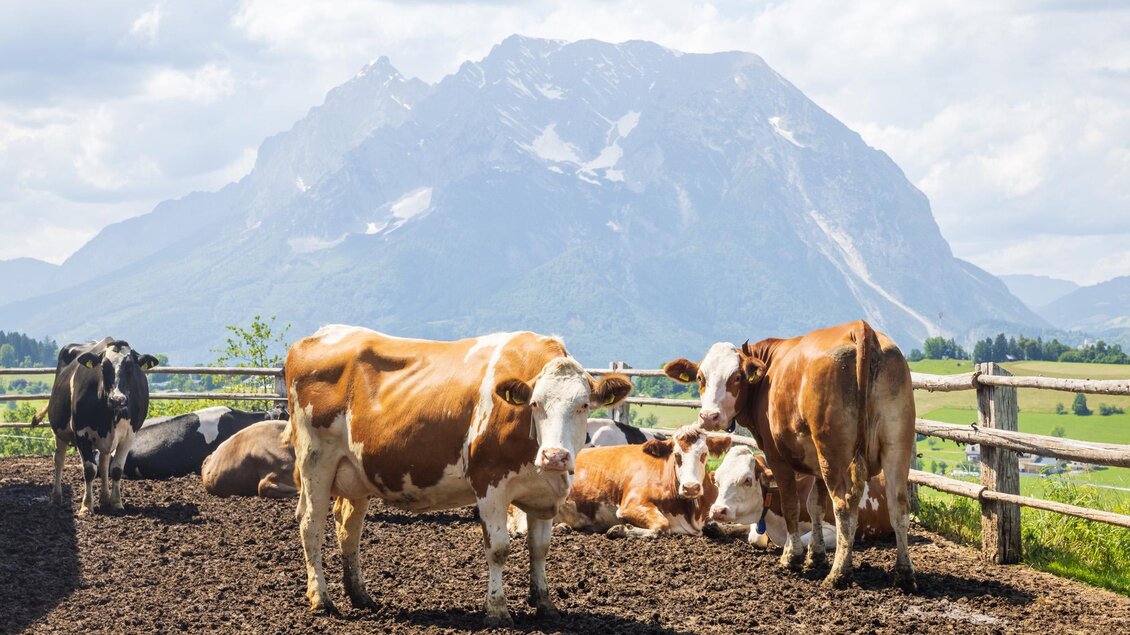 Eine Gruppe von Kühen steht auf einer Weide vor einem großen Berg. Der Himmel ist leicht bewölkt und die Landschaft ist üppig grün. | © Martin Huber