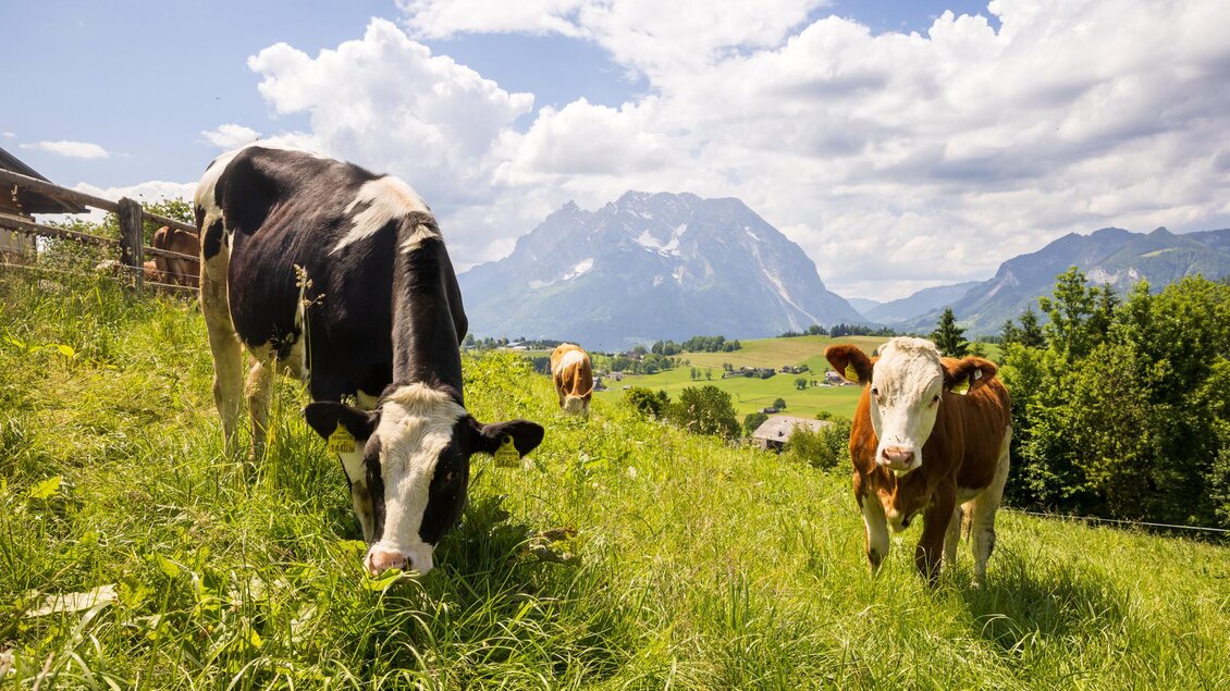 Eine Weide mit Kühen und saftigem Gras. Im Hintergrund sind hohe Berge und ein blauer Himmel zu sehen. | © Martin Huber