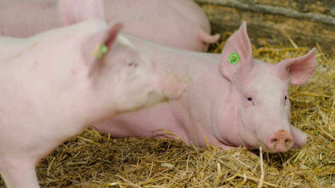 Zwei rosa Schweine liegen auf Stroh. Eines von ihnen schaut direkt in die Kamera. | © Bauernhof König - Familie König