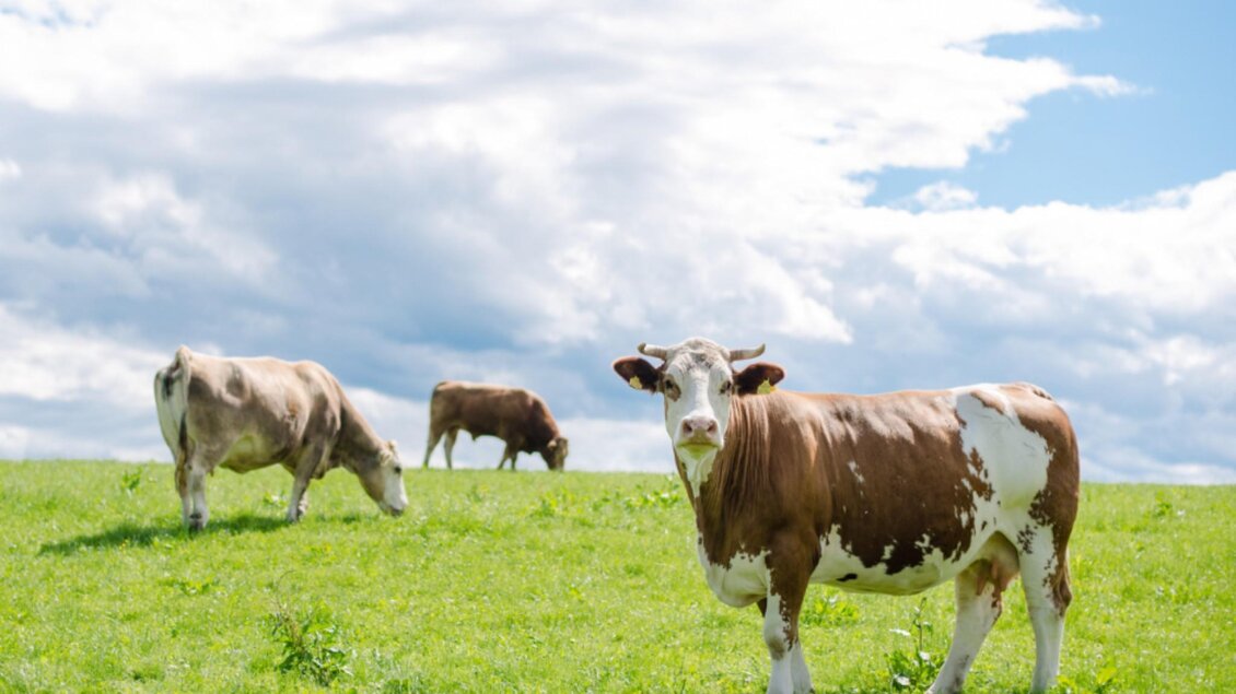 Eine grüne Wiese mit drei Kühen unter einem blauen Himmel. Die Kühe grasen friedlich in der Natur. | © Bauernhof König - Familie König