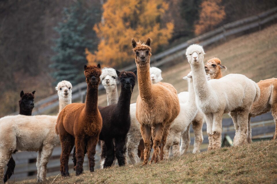 hohenkogl alpacas - Impression #1