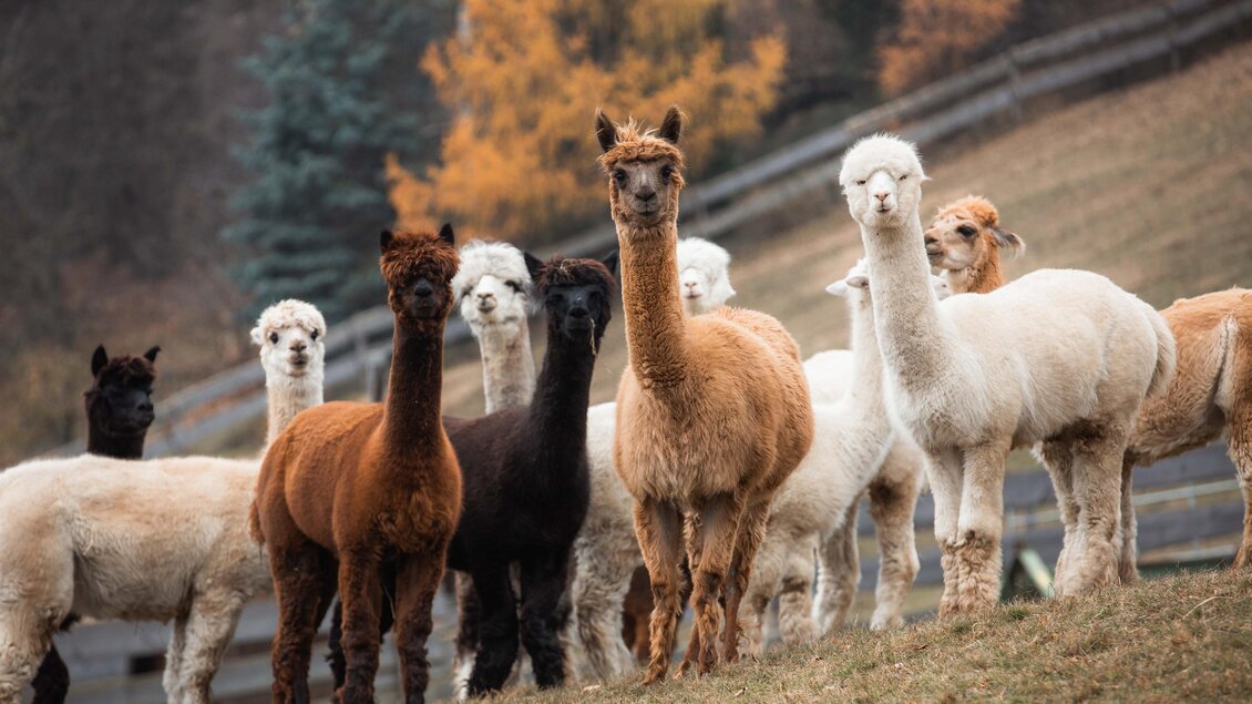 hohenkogl alpacas - Impressionen #2.6
