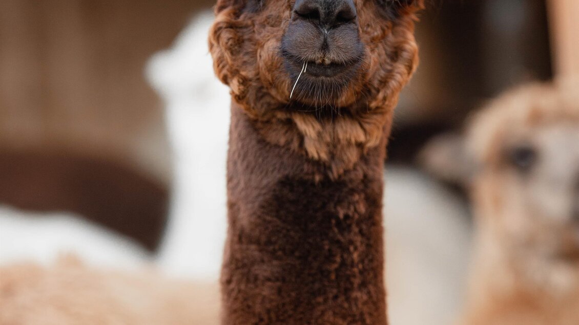 hohenkogl alpacas - Impressionen #2.2