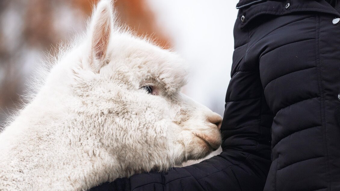 Hohenkogl Alpakas_Streicheleinheit_Oststeiermark | © Hohenkogl Alpakas