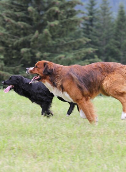   | HP1203 | © Stadtgemeinde Schladming