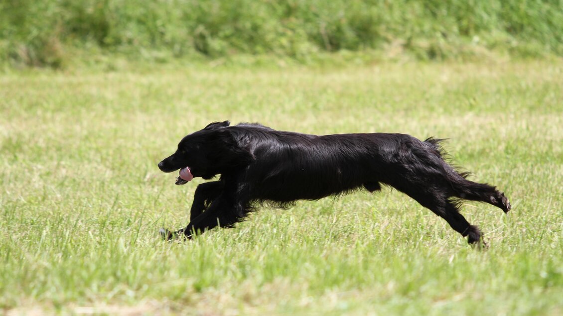 Ein schwarzer Hund läuft schnell über ein grünes Feld. Die Umgebung ist hell und sonnig. | © Stadtgemeinde Schladming