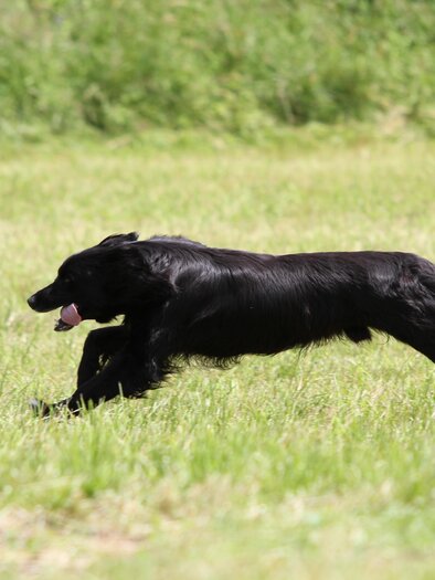 A black dog runs quickly across a green field. The surroundings are bright and sunny. | © Stadtgemeinde Schladming