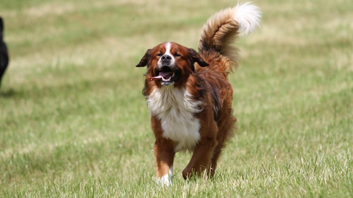 Ein fröhlicher Hund läuft im grünen Gras. Die Sonne scheint und der Hund hat einen glücklichen Ausdruck. | © Stadtgemeinde Schladming