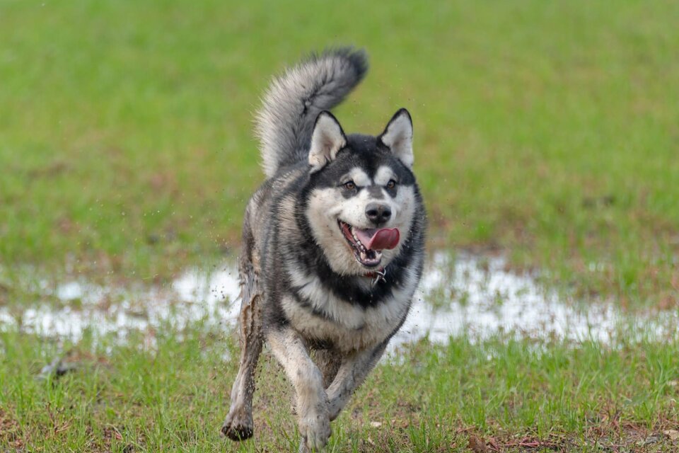 Hundewiese in Feldbach - Impression #1 | © © Stadtgemeinde Feldbach