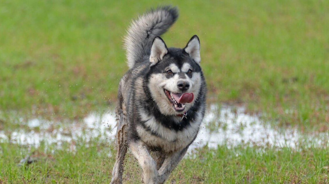 Ein fröhlicher Hund läuft über eine grüne Wiese. Der Hund hat ein graues und weißes Fell und eine aufgeweckte Ausstrahlung. | © © Stadtgemeinde Feldbach