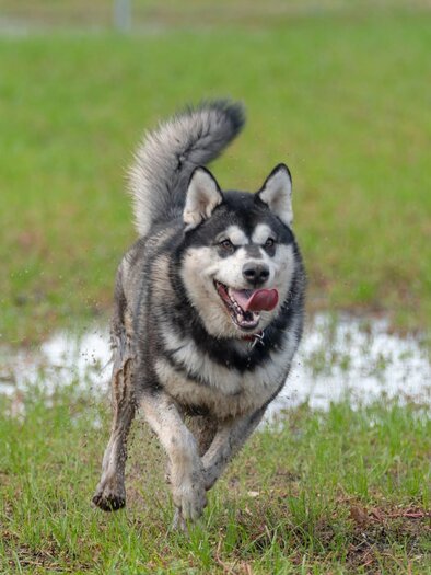 A cheerful dog runs across a green meadow. The dog has gray and white fur and a lively demeanor. | © © Stadtgemeinde Feldbach