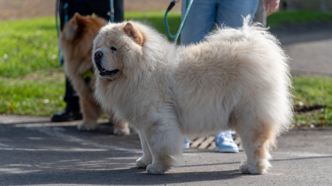 Zwei Hunde stehen auf einem Gehweg. Der vordere Hund ist ein flauschiger, beigefarbener Chow Chow. | © © Stadtgemeinde Feldbach