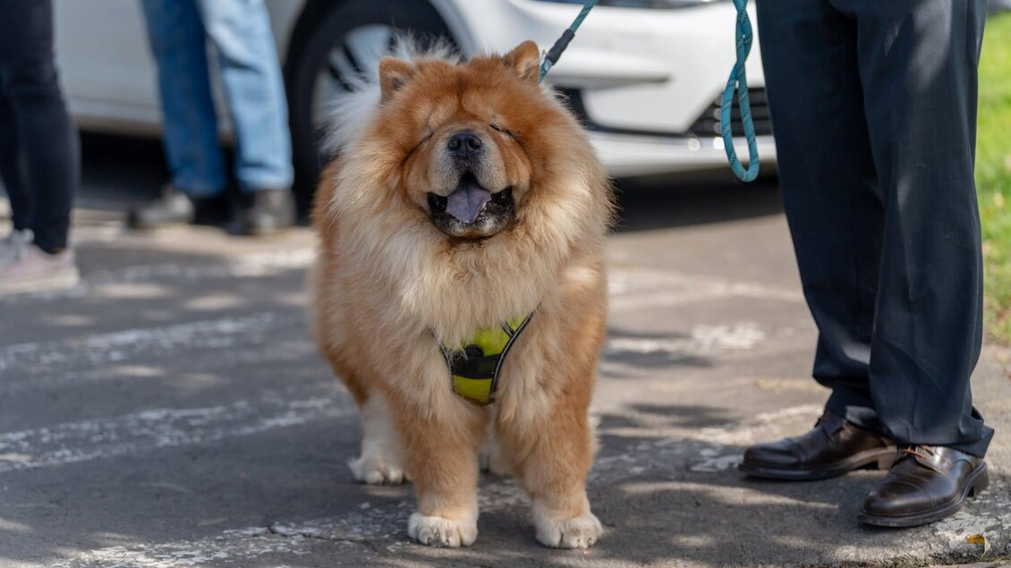 Ein Chow-Chow-Hund mit dickem, braunem Fell steht auf einem Gehweg. Er trägt ein Geschirr und lächelt freundlich. | © © Stadtgemeinde Feldbach