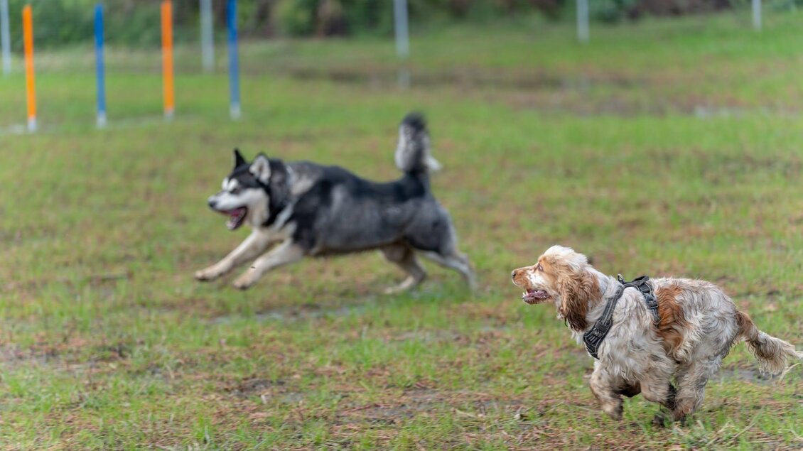 Zwei Hunde spielen auf einer grünen Wiese. Der schwarze Hund läuft schnell, während der braune Hund ihm folgt. | © © Stadtgemeinde Feldbach