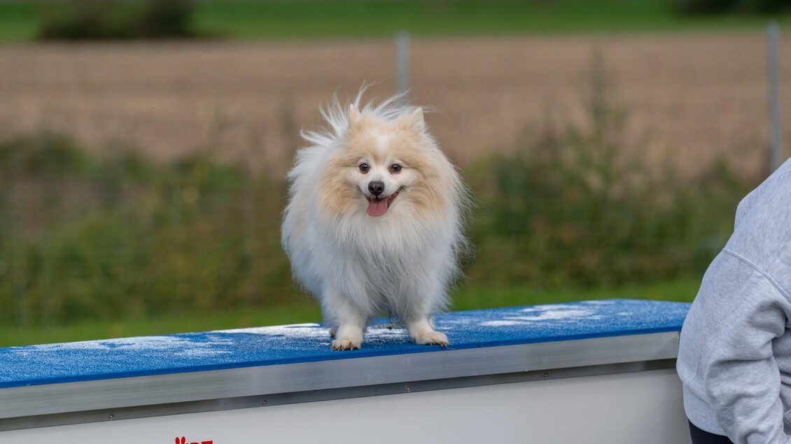 Ein fröhlicher Pommerscher steht auf einer blauen Mauer. Im Hintergrund sind Wiesen und Felder zu sehen. | © © Stadtgemeinde Feldbach